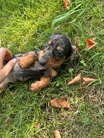 CUCCIOLI DI BASSOTTO TEDESCO CON PEDIGREE ENCI