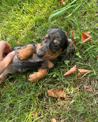 CUCCIOLI DI BASSOTTO TEDESCO CON PEDIGREE ENCI