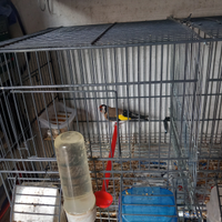 Cardillo maschi 1 anno