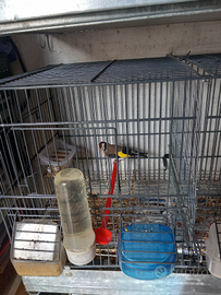 Cardillo maschi 1 anno