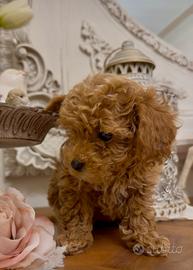 Barboncino mini toy red