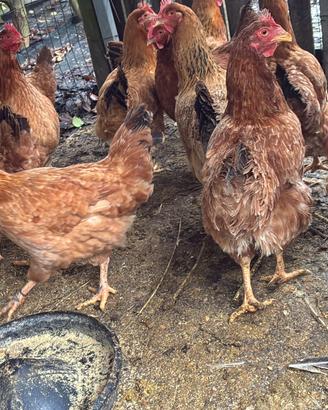 Galline