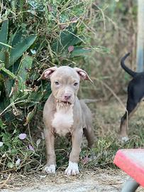 American pitbull