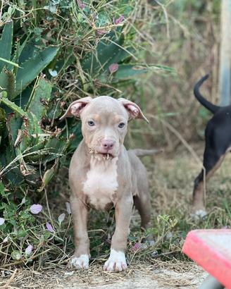 American pitbull