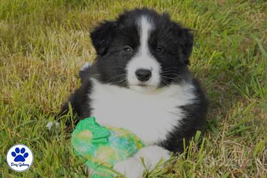 Un Border Collie può cambiarti la vita, in meglio