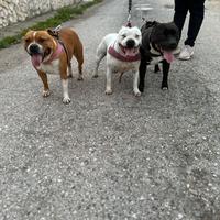 Staffordshire bull terrier