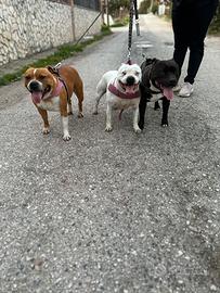 Staffordshire bull terrier