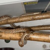 Chilabothrus striatus striatus