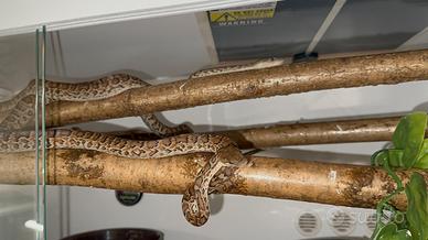 Chilabothrus striatus striatus