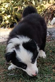 Cucciolo border collie