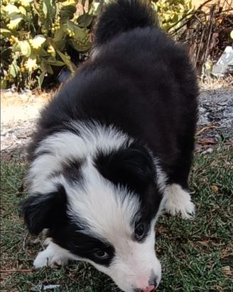 Cucciolo border collie