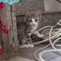 Regalasi gattini - Contigliano {Rieti}