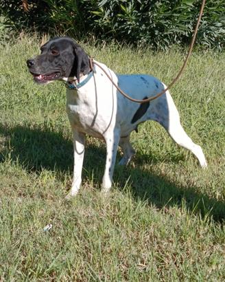Pointer femmina