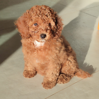 Barboncina nana Enci