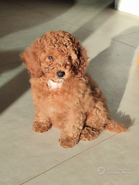 Barboncina nana Enci