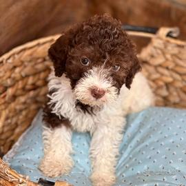 Lagotto romagnolo