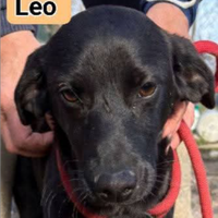 Leo cucciolo taglia medio piccola