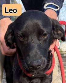 Leo cucciolo taglia medio piccola