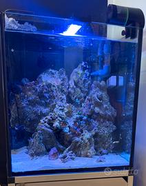 Pietre vive per acquario marino