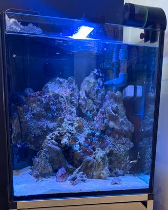Pietre vive per acquario marino