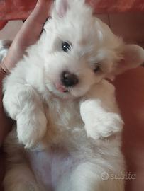Cani maltesi