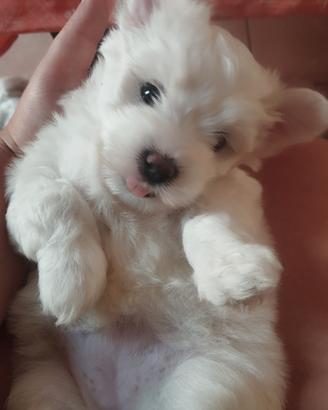 Cani maltesi