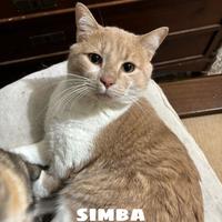 Regalasi gattone simba