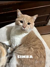 Regalasi gattone simba