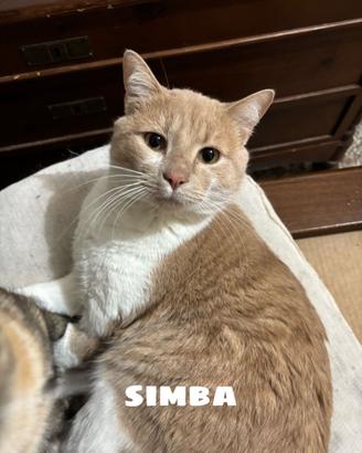 Regalasi gattone simba