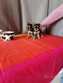 Chihuahua femmine mini toy 350