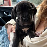 Cucciola di cane corso con pedigree