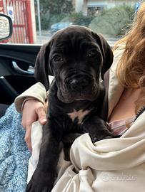 Cucciola di cane corso con pedigree