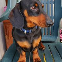 Bassotto nano nero focato per accoppiamento