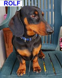 Bassotto nano nero focato per accoppiamento