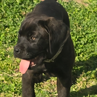 Cane corso