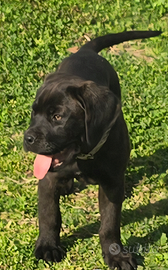 Cane corso