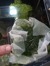 Muschio di java per piante o pesci o caridine