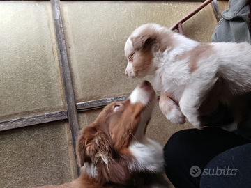 Mirtilla Australian shepherd redmerle