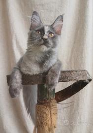 Cucciola di Maine Coon con pedigree