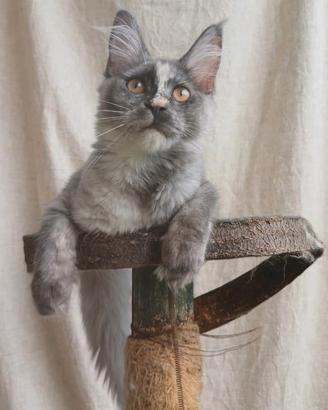 Cucciola di Maine Coon con pedigree