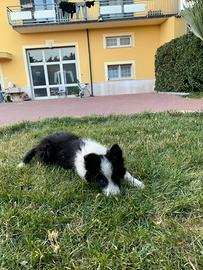 Border collie