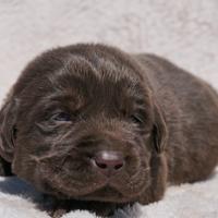 Cuccioli di Labrador cioccolato