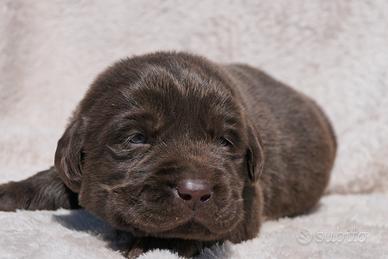 Cuccioli di Labrador cioccolato