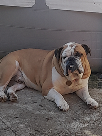 Bulldog inglese