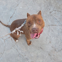 Amstaf con pedigree maschio