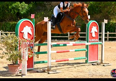 Cavalla italiana 7 anni