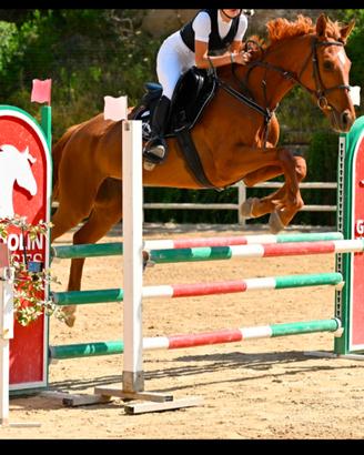 Cavalla italiana 7 anni