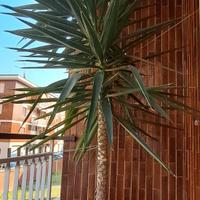 Pianta Yucca