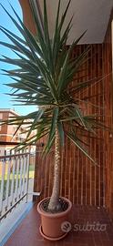 Pianta Yucca
