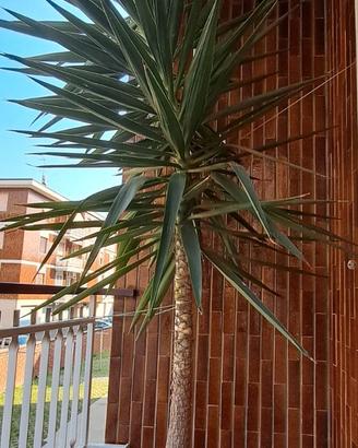 Pianta Yucca